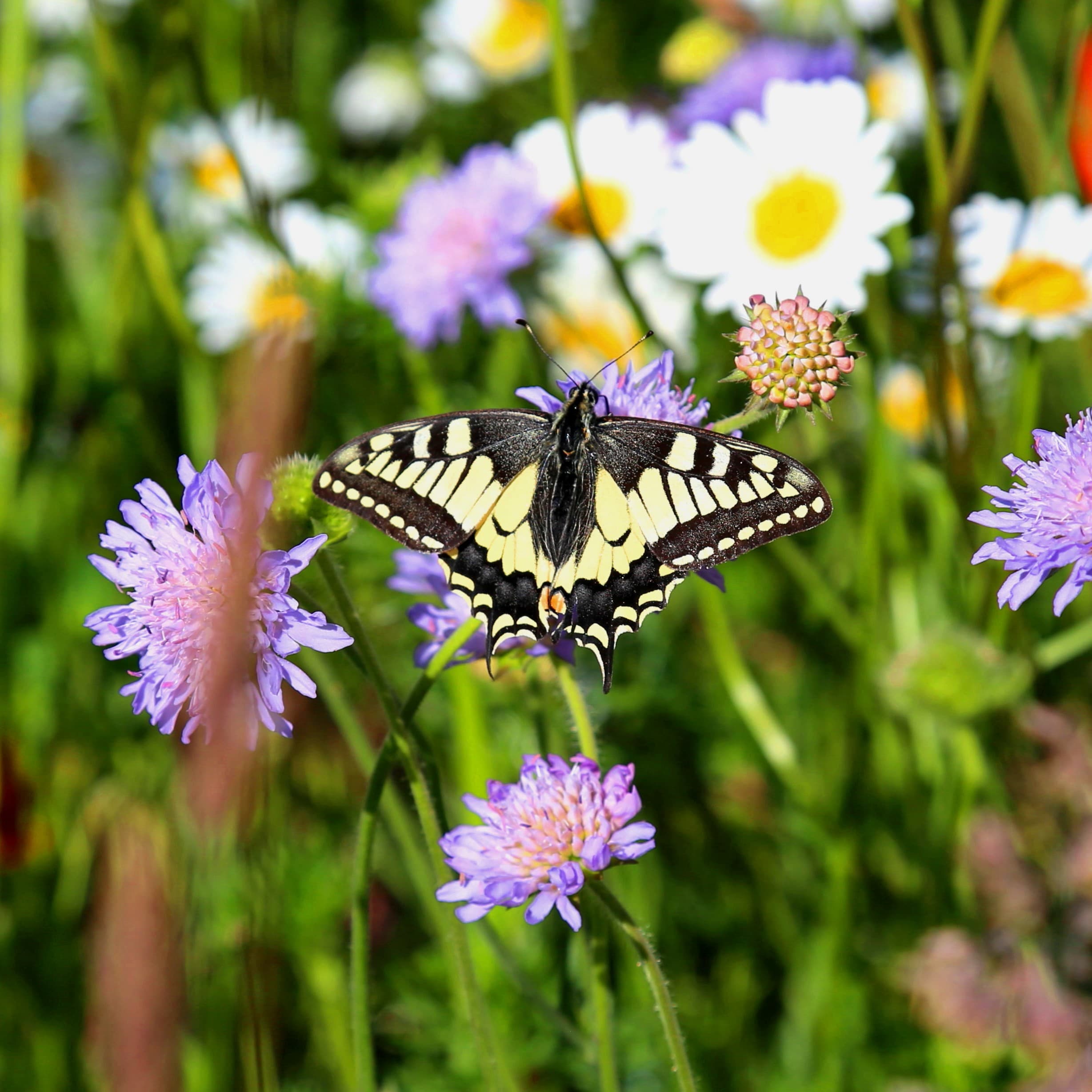 Biodiversität und Klimaresilienz in der landwirtschaftlichen Praxis: Besuch auf dem HiPP Musterhof