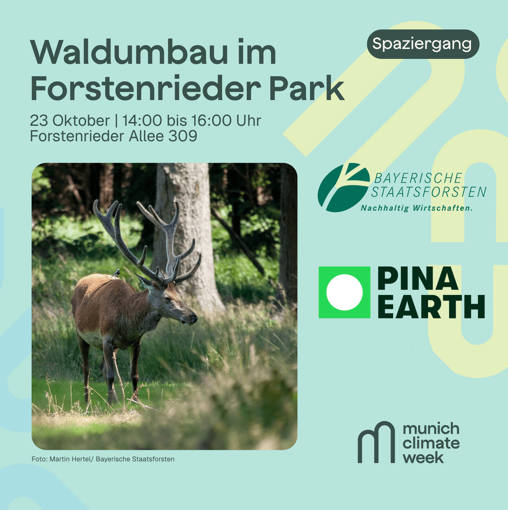 Waldumbau im Forstenrieder Park erleben: Von Monokultur zu einem klimaresilienten Mischwald