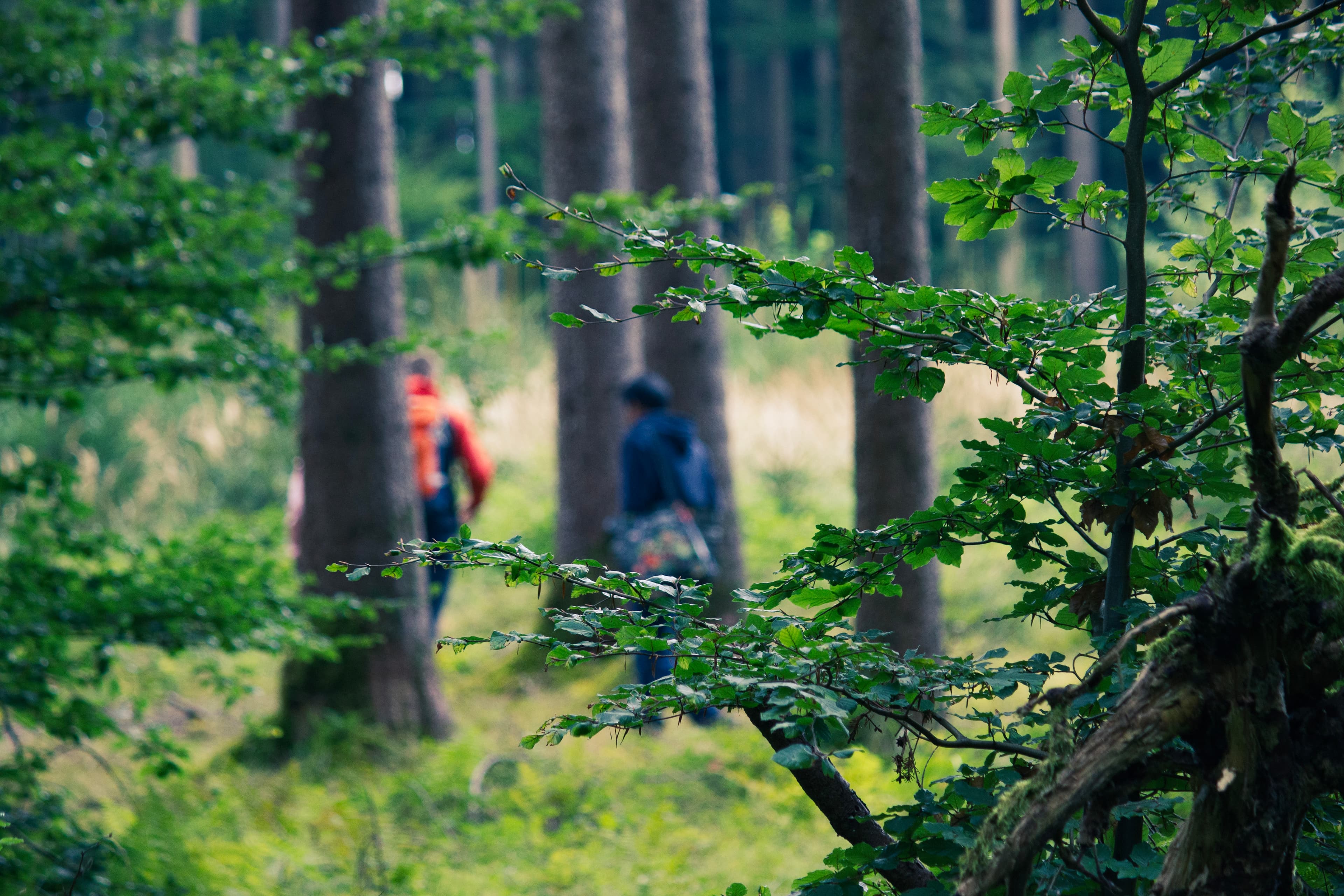Biodiversität im Bernrieder Park: Ausflug zu den 400-jährigen Eichen